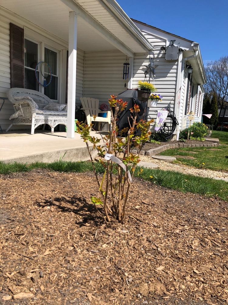 Hopi Crape Myrtles for Sale – FastGrowingTrees.com