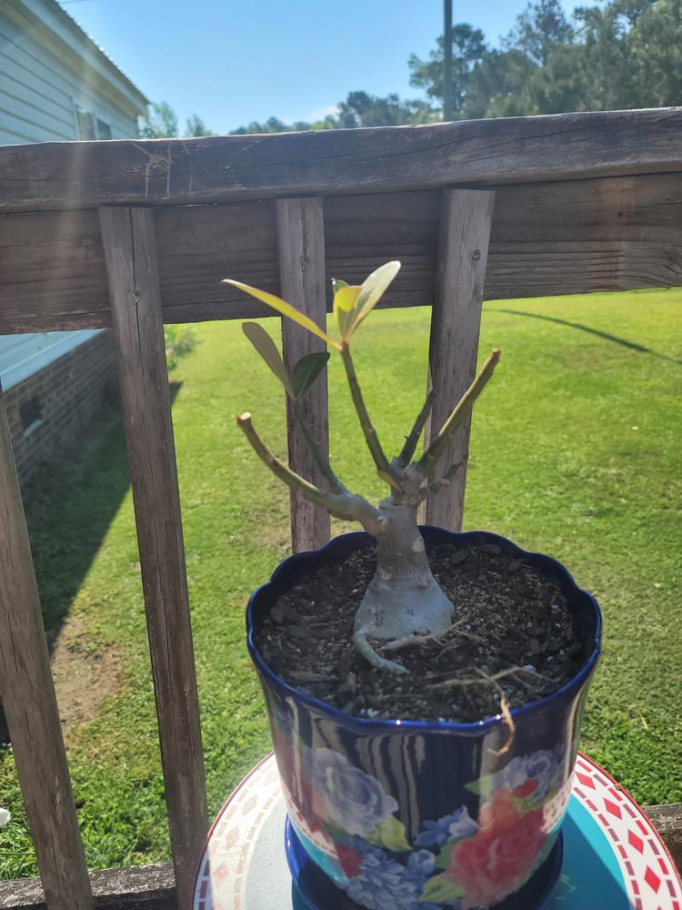 Desert Rose 'Adenium' Trees for Sale – FastGrowingTrees.com