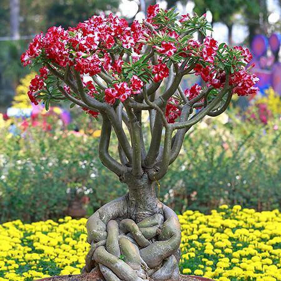 Desert Rose 'Adenium' Trees for Sale