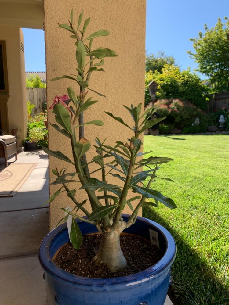 Desert Rose 'Adenium' Trees for Sale – FastGrowingTrees.com