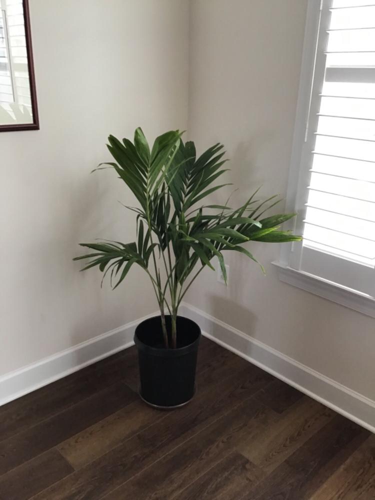 Christmas Palm Trees for Sale– FastGrowingTrees.com