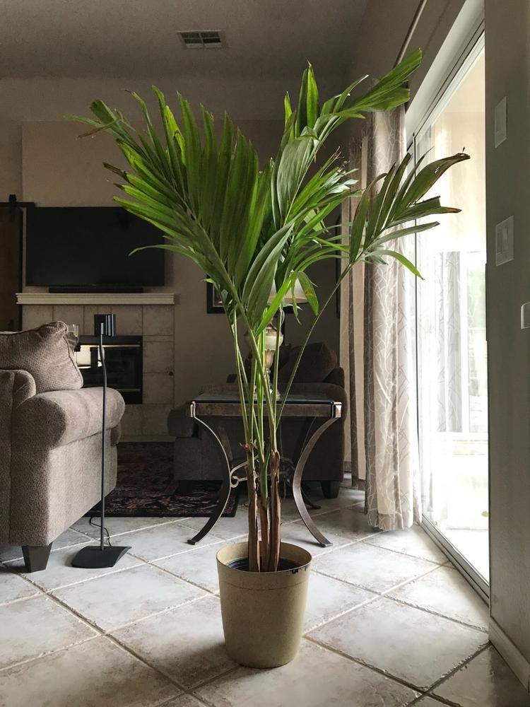 Christmas Palm Trees for Sale