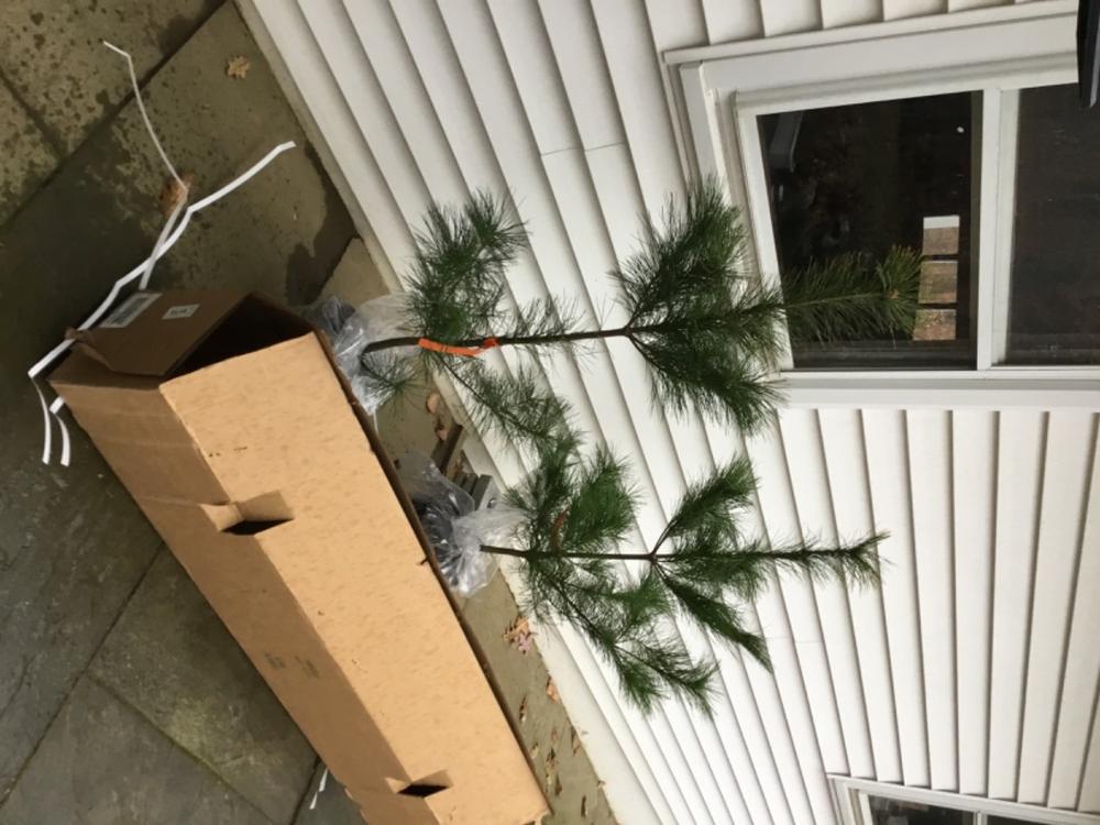 Eastern White Pine Trees for Sale