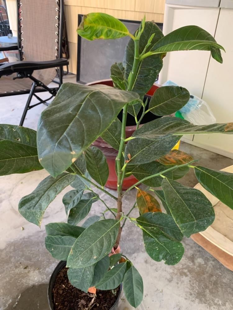 Jackfruit Trees for Sale