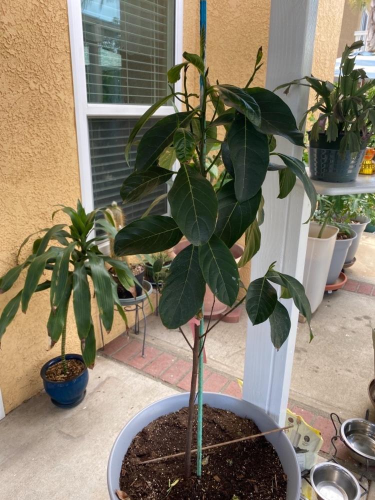Jackfruit Trees for Sale