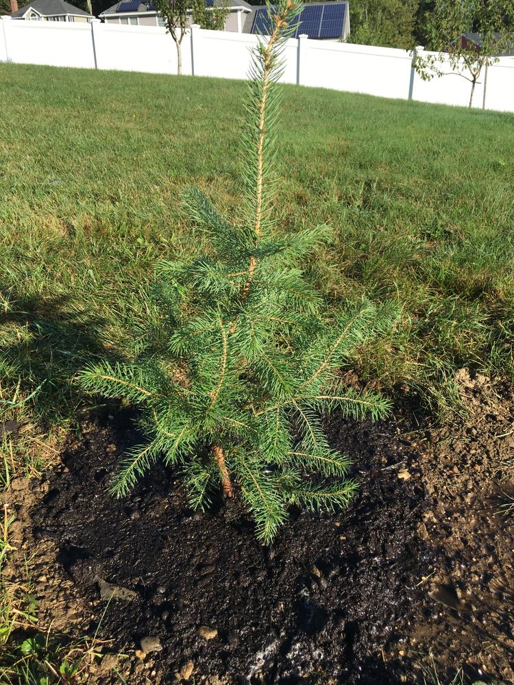 Blue Wonder Spruce Trees for Sale