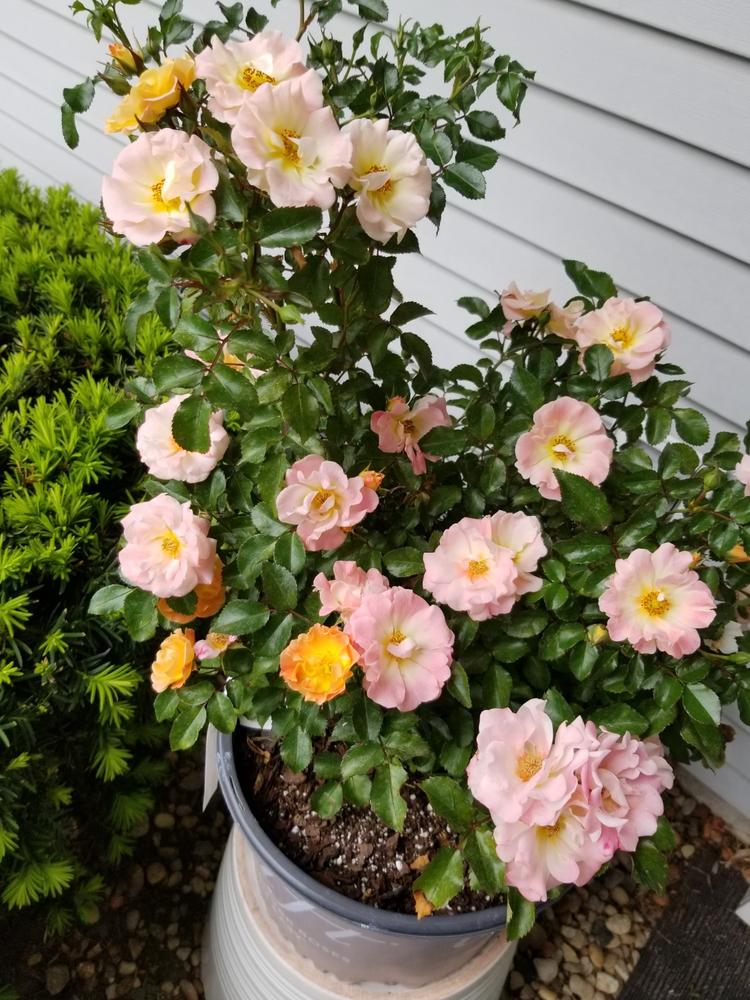 Peach Drift® Roses for Sale – FastGrowingTrees.com