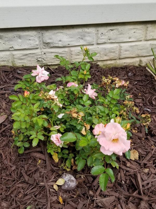 Peach Drift® Roses for Sale