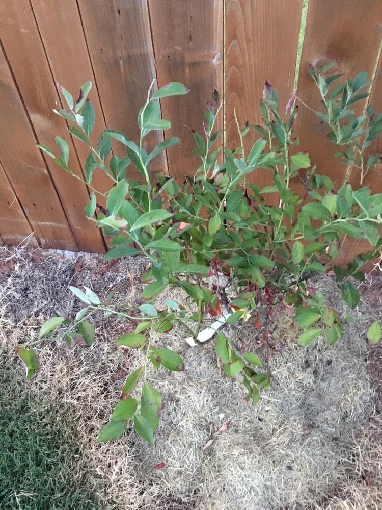 Brightwell Blueberry Bushes for Sale – FastGrowingTrees.com