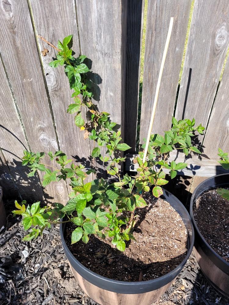 Kiowa Blackberry Bushes for Sale – FastGrowingTrees.com