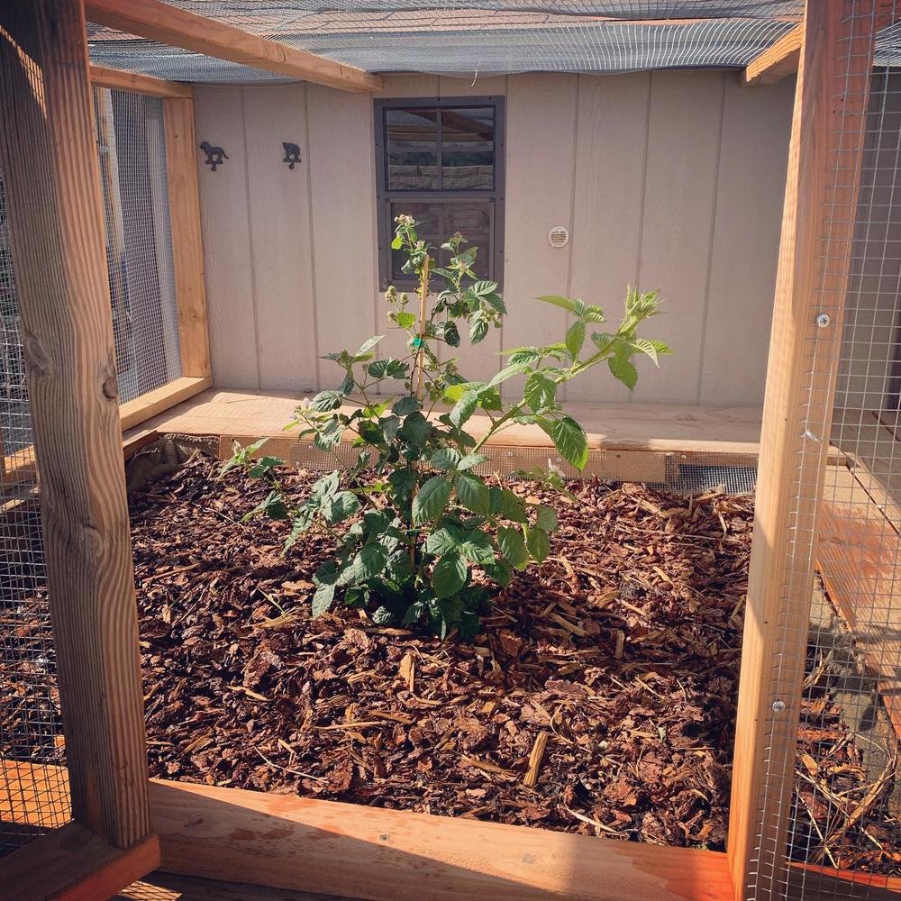 Kiowa Blackberry Bushes for Sale