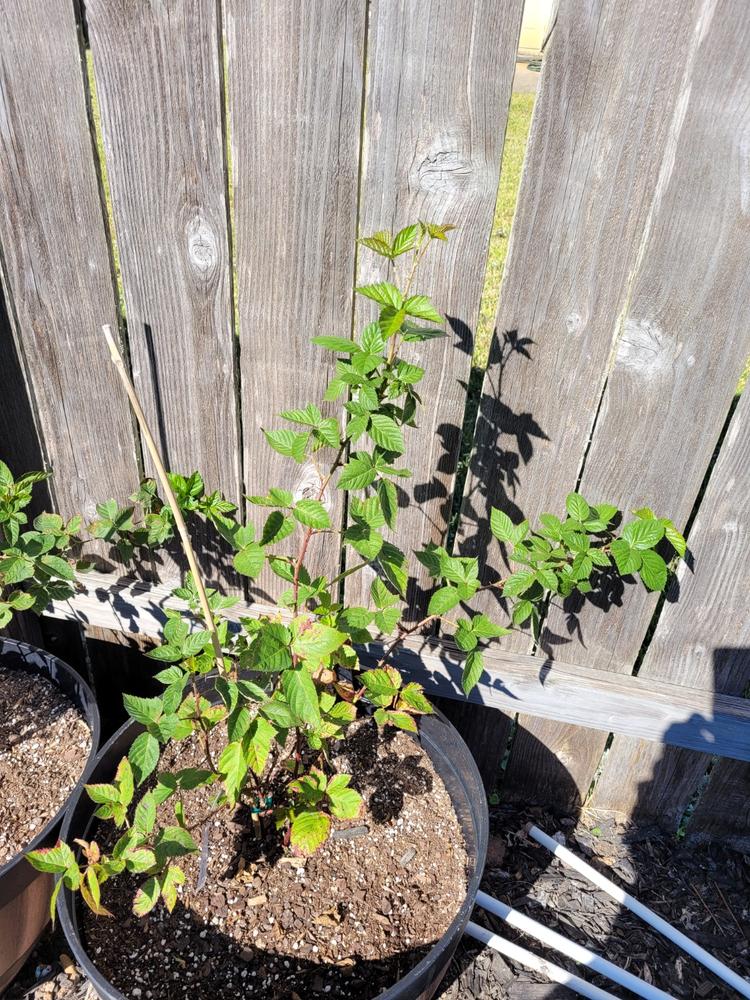 Kiowa Blackberry Bushes for Sale