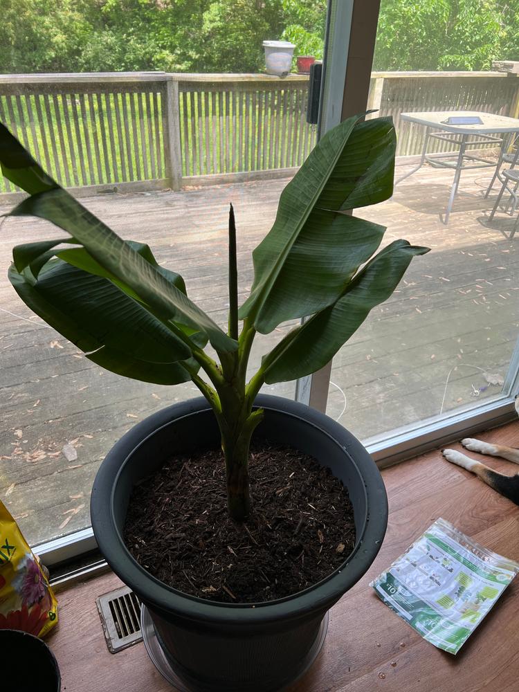 Veranda Banana Trees for Sale – FastGrowingTrees.com