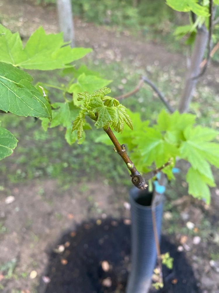 Celebration Maple Trees for Sale