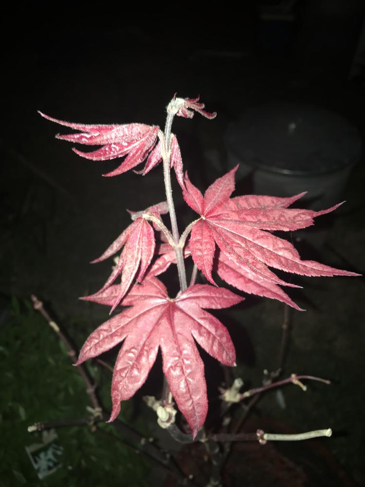 Emperor Japanese Maple Trees for Sale