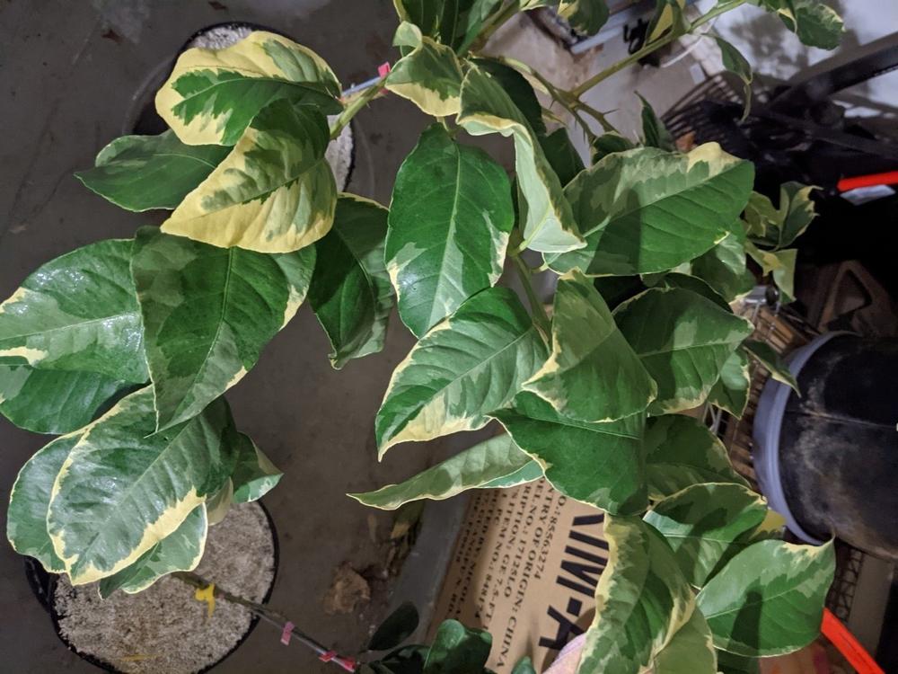 Pink Variegated Lemon Trees for Sale