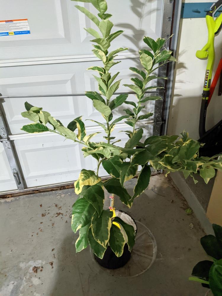 Pink Variegated Lemon Trees for Sale