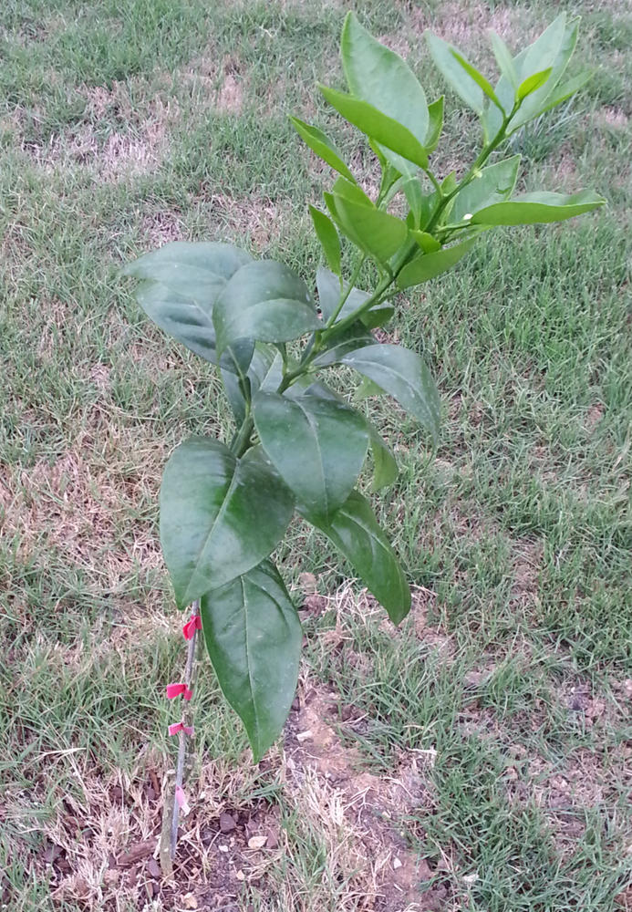 Navel Orange Trees for Sale