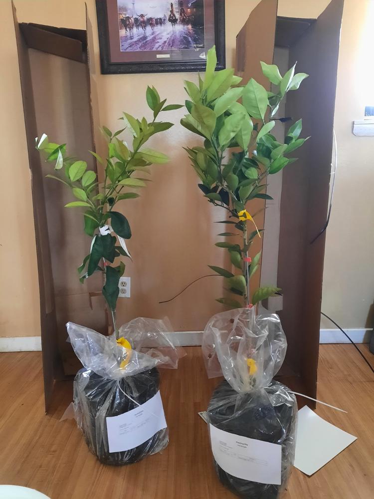Navel Orange Trees for Sale
