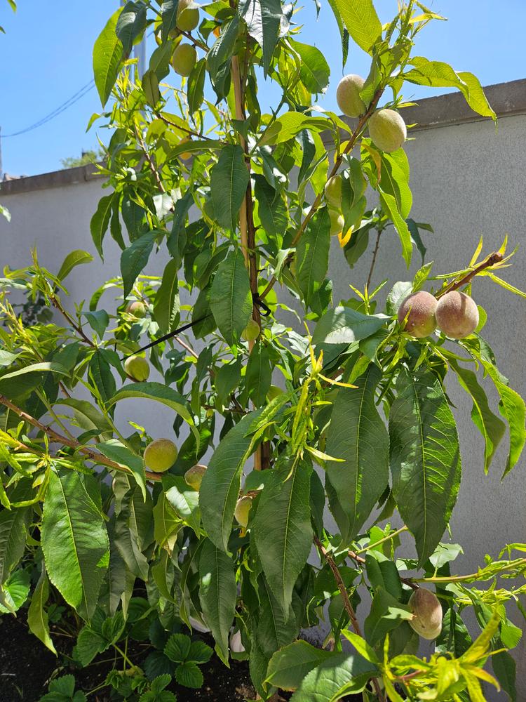 Reliance Peach Trees for Sale