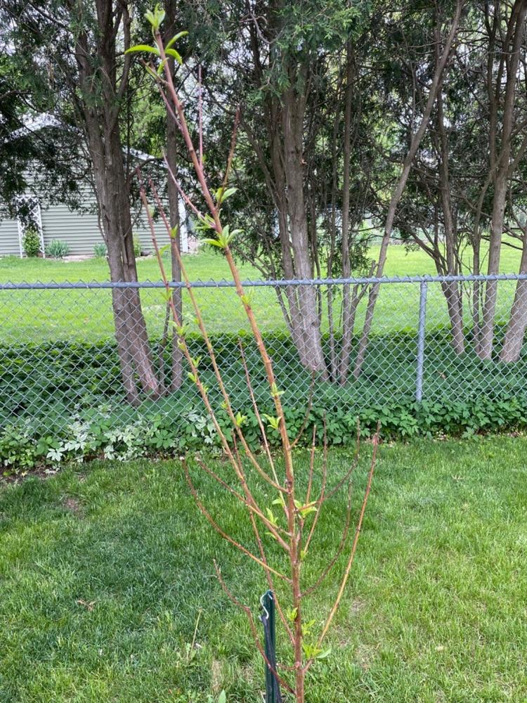 Reliance Peach Trees for Sale