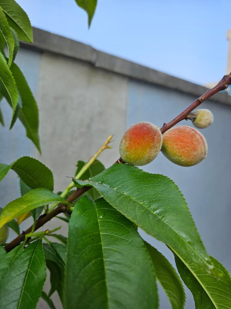 Reliance Peach Trees for Sale