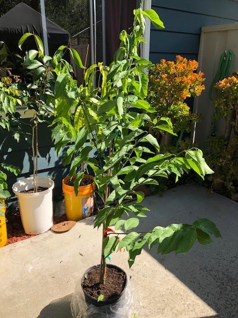 Sugar Apple Trees for Sale- FastGrowingTrees.com