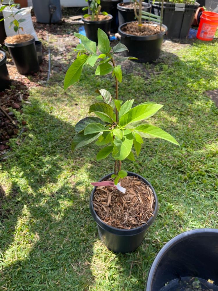 Sugar Apple Trees for Sale – FastGrowingTrees.com