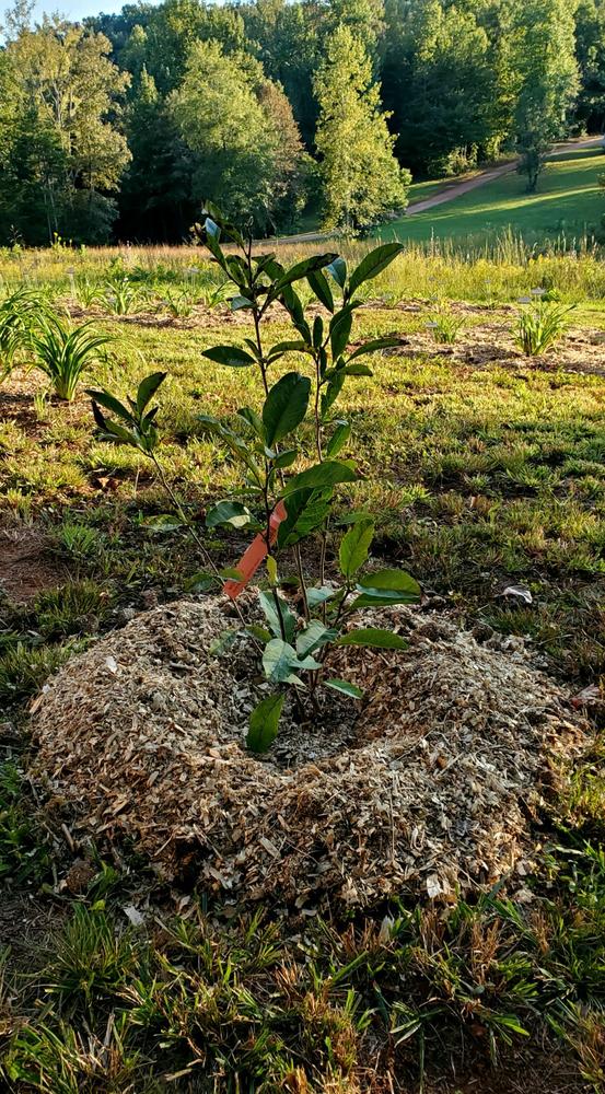 Royal Star Magnolia Trees for Sale