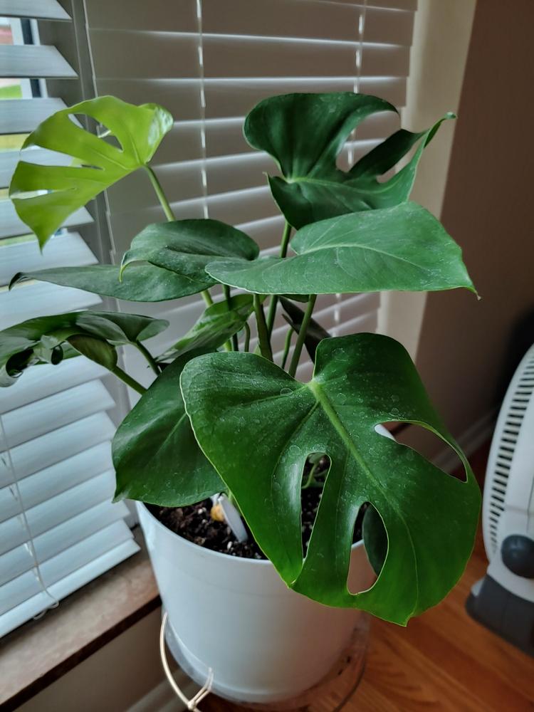 Swiss Cheese Plants for Sale