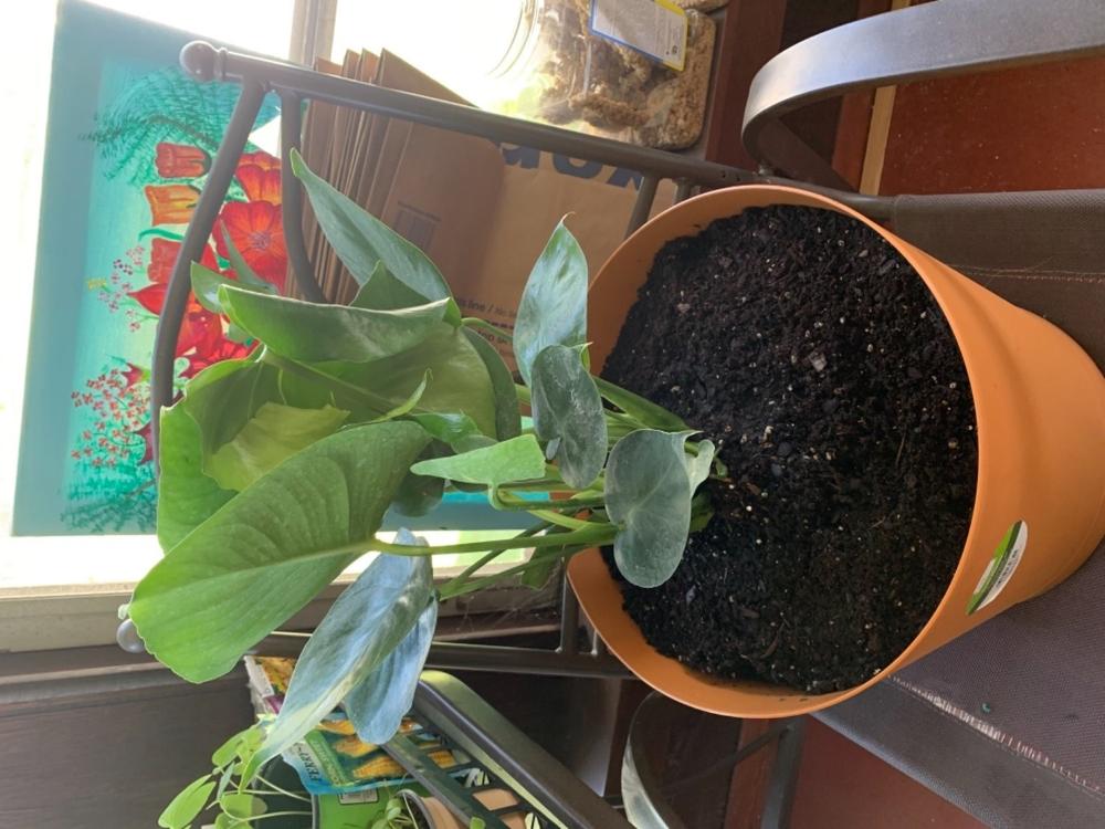 Swiss Cheese Plants for Sale