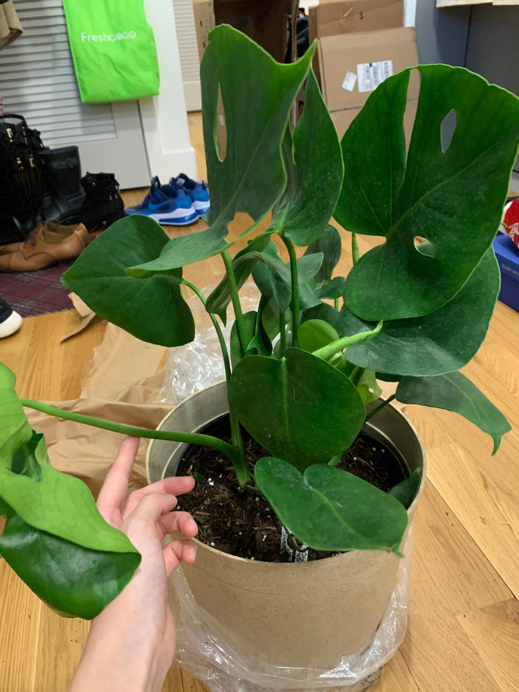 Swiss Cheese Plants for Sale