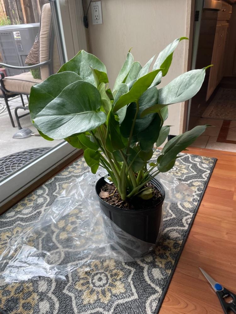 Swiss Cheese Plants for Sale