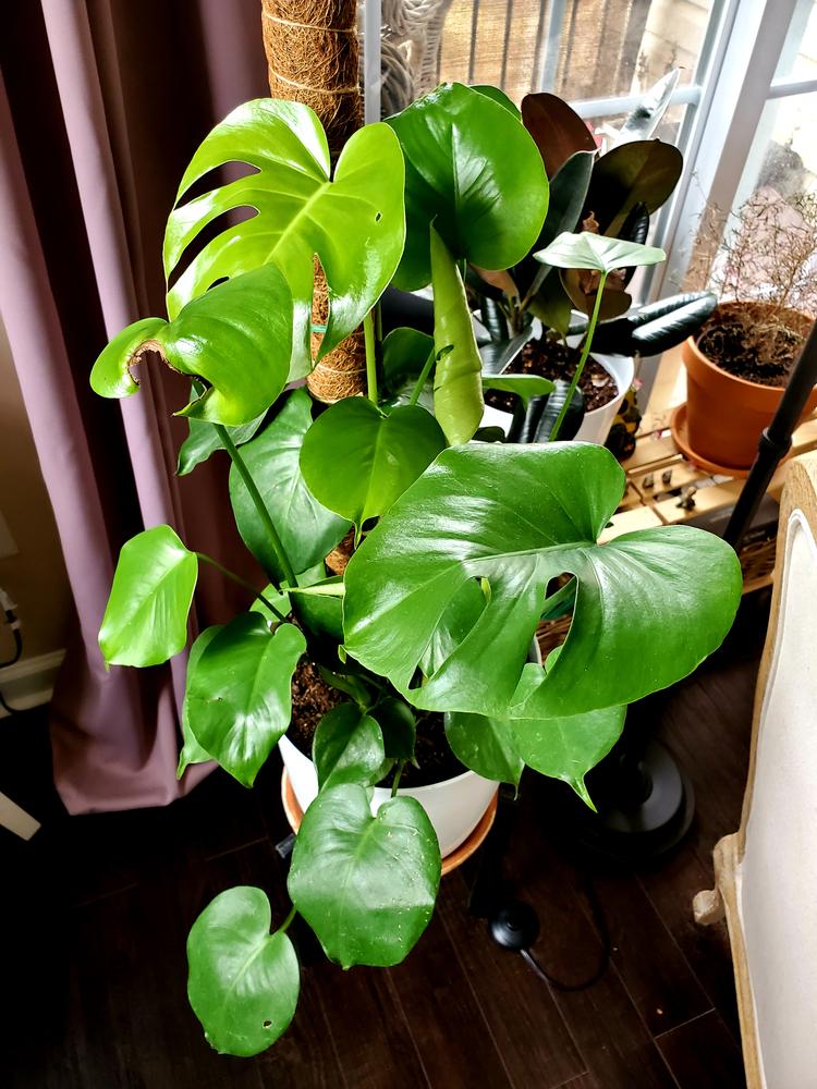 Swiss Cheese Plants for Sale