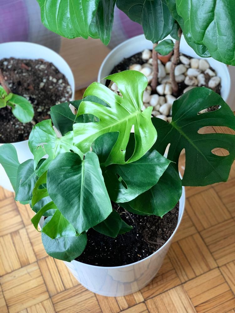 Swiss Cheese Plants for Sale