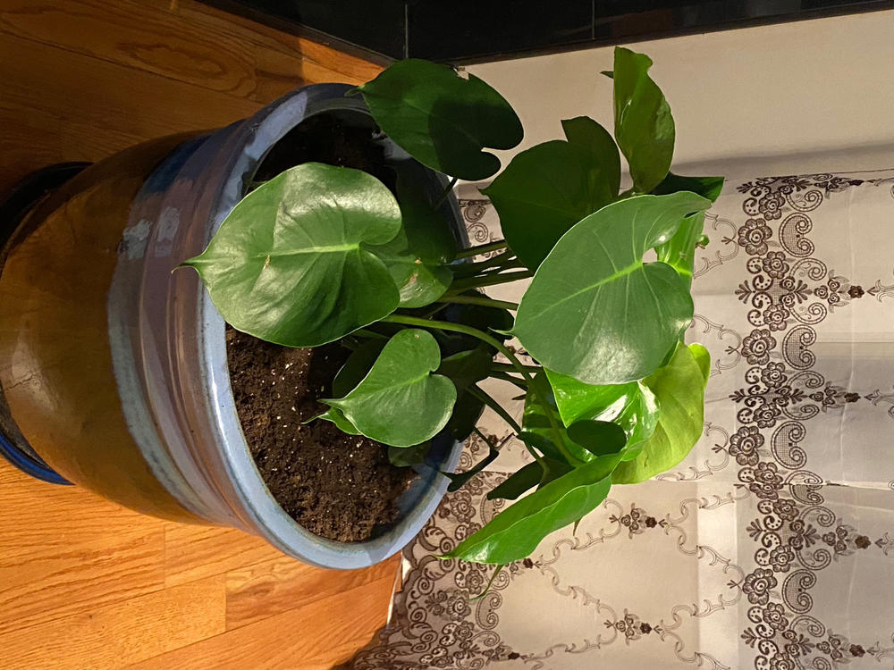 Swiss Cheese Plants for Sale