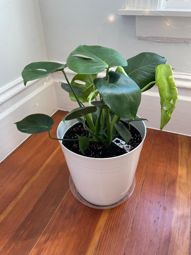 Swiss Cheese Plants for Sale