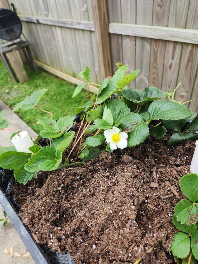 USDA Organic Everbearing Strawberry Plants for Sale