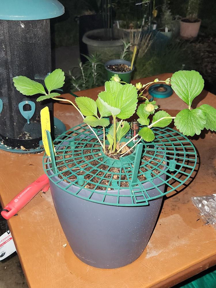 USDA Organic Everbearing Strawberry Plants for Sale