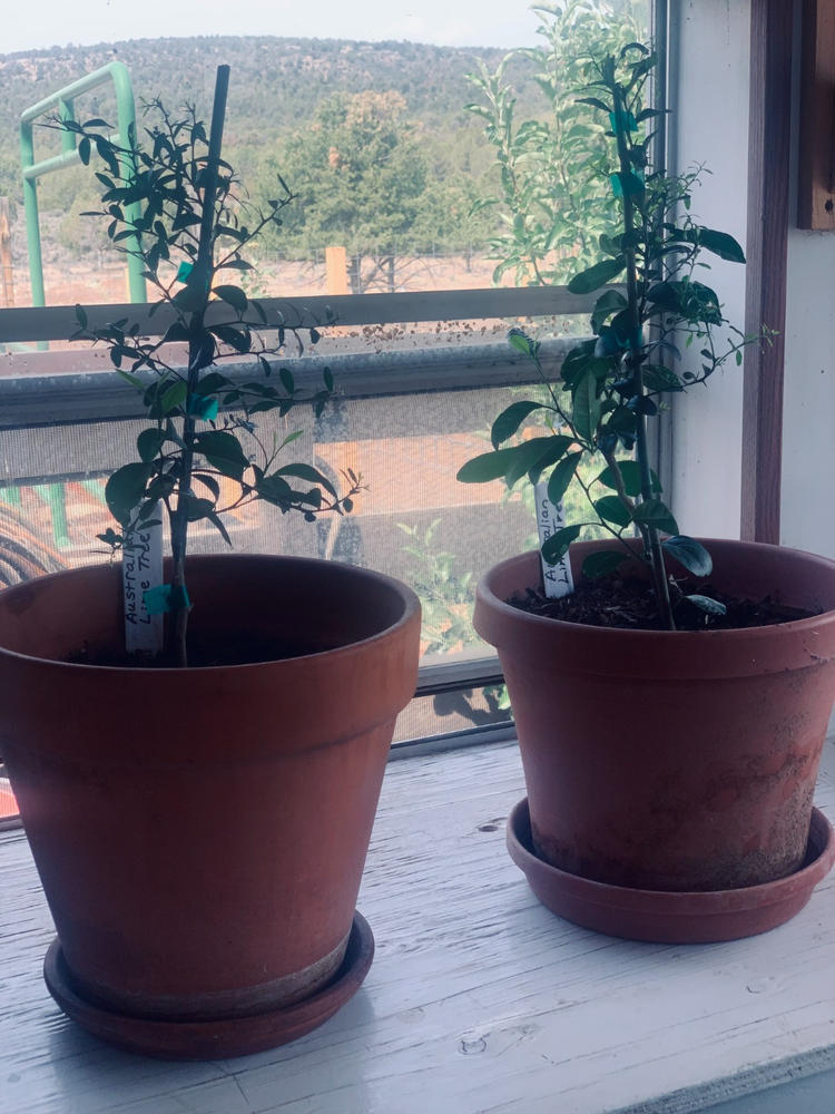 Australian Finger Lime Trees for Sale