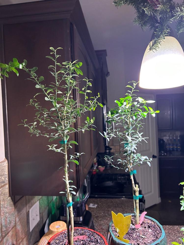 Australian Finger Lime Trees for Sale