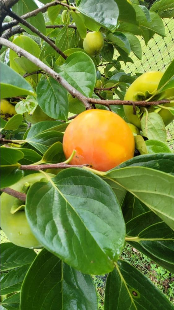 Giant Fuyu Persimmon Trees For Sale Fastgrowingtrees Com