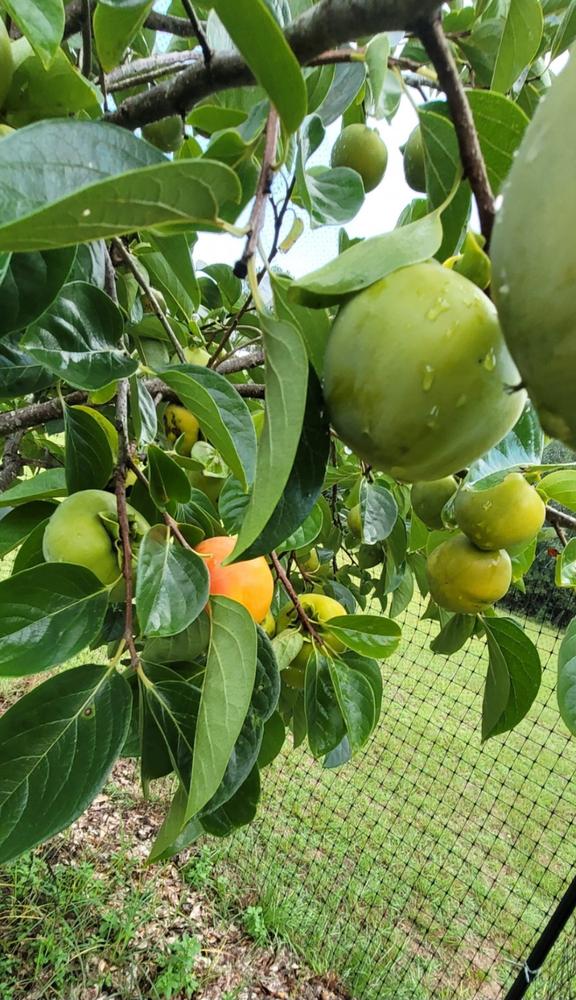 Giant Fuyu Persimmon Trees for Sale