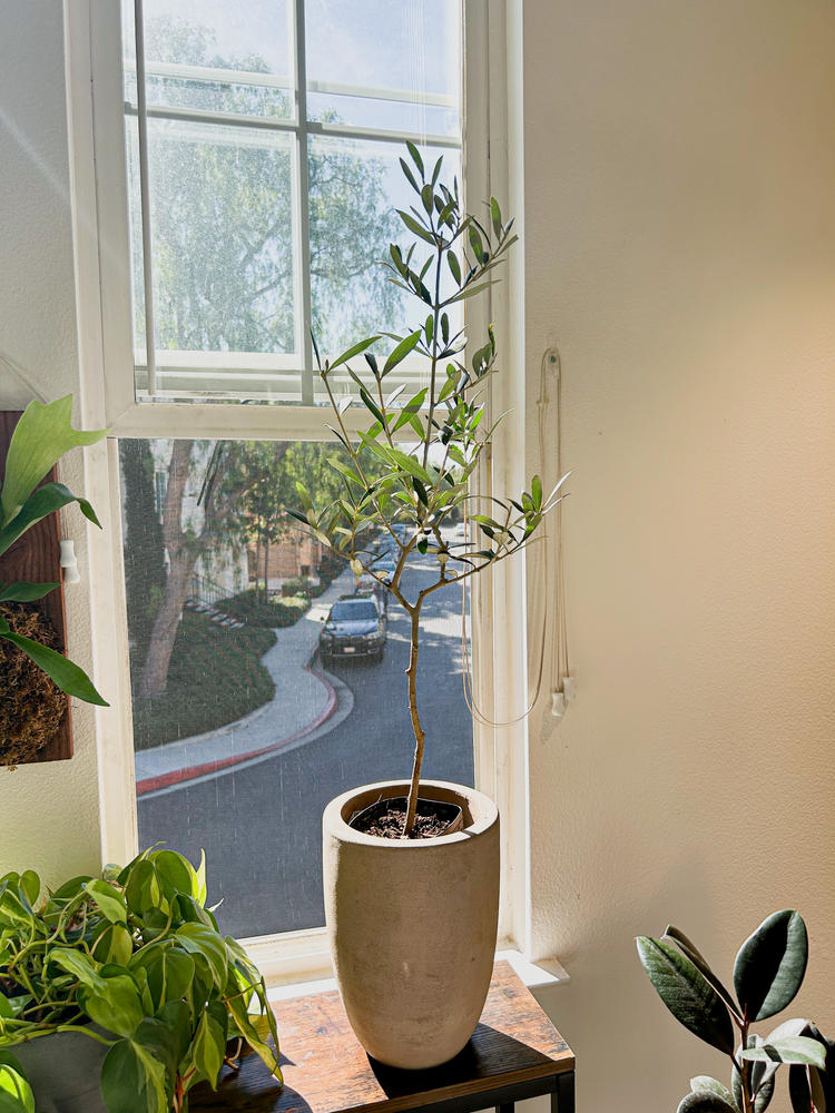 California's Best Mature Olive Trees for Sale - Steve's Trees