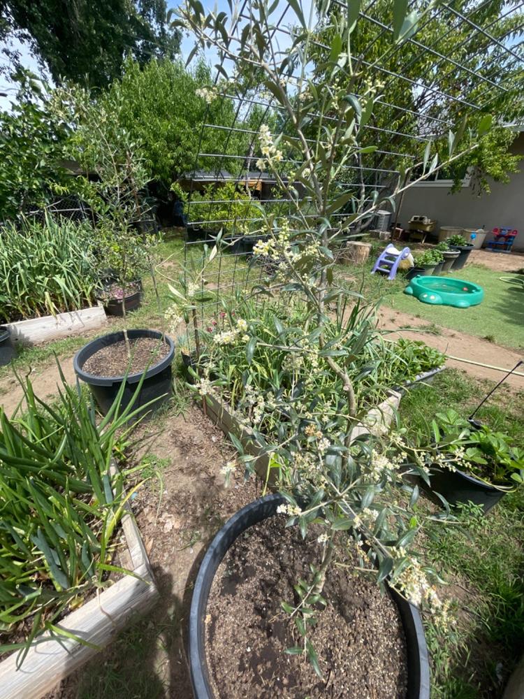CaliforniaGrown Arbequina Olive Trees for Sale