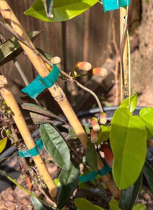 Tangerine Beauty Crossvine for Sale