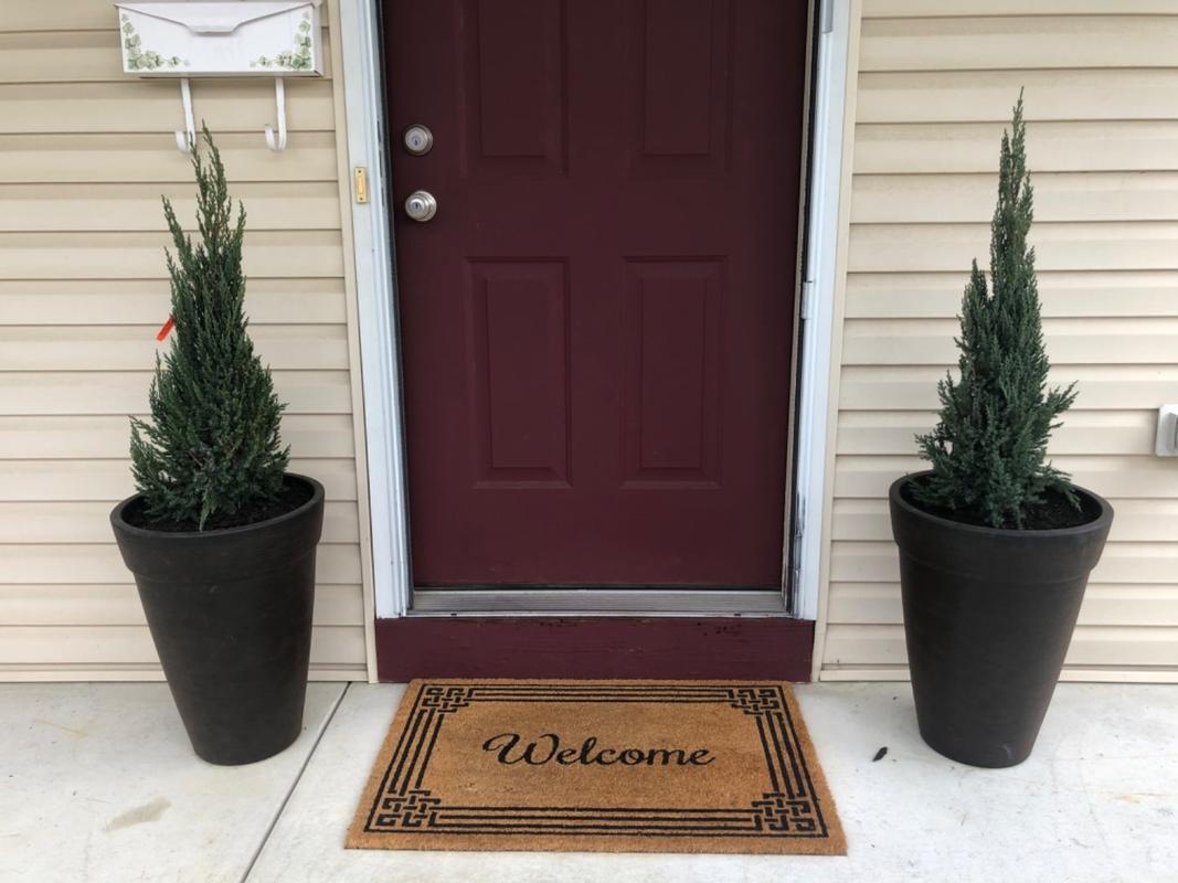 Blue Point Juniper Juniperus chinensis 'Blue Point' For Sale