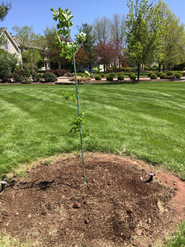 Chinese Fringe Tree for Sale | Fast-Growing-Trees.com ...