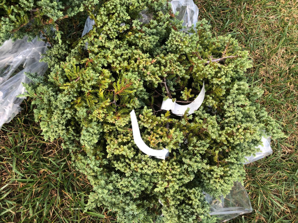 Green Mound Juniper in Water Pot - DT0118GMJWP