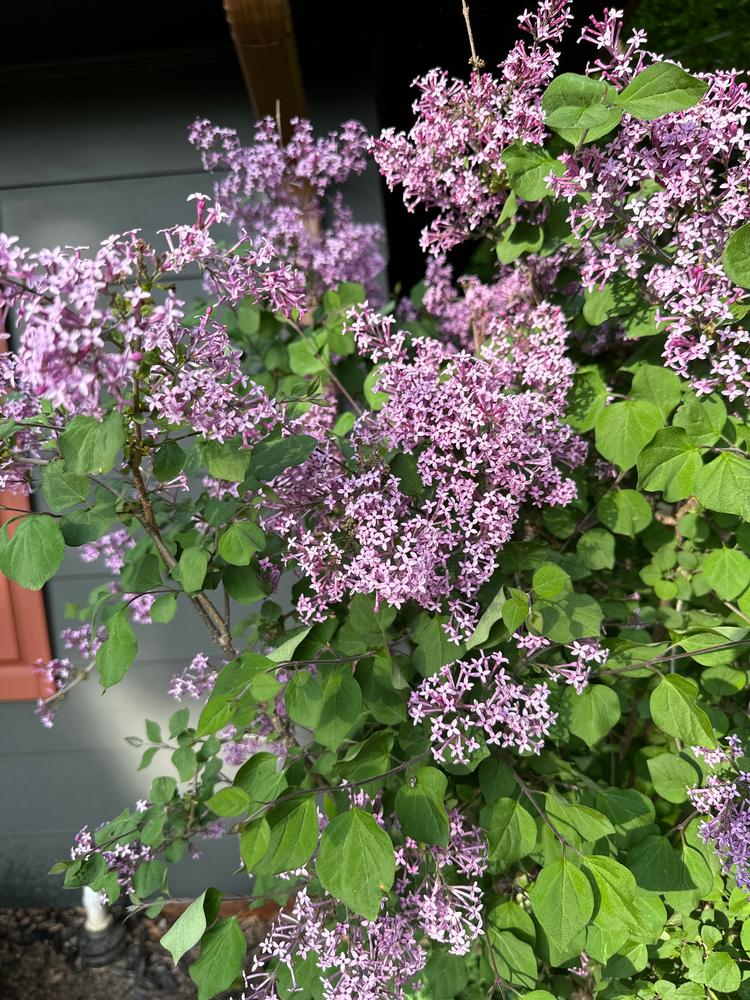 Bloomerang Lilac Trees for Sale